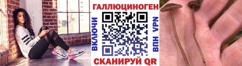 как найти наркотики  Правдинск  KRAKEN   Псилоцибиновые грибы прущие грибы 